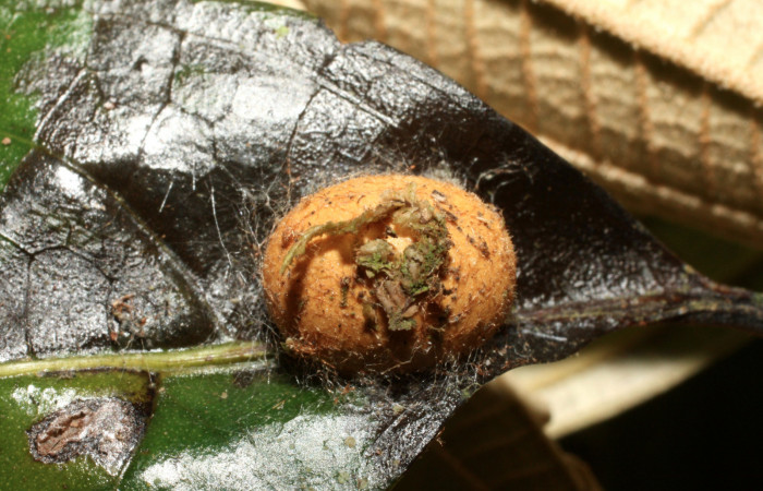 Figura 12. Mostramos capuyo de color café donde se encuentra la prepupa de, <i>Talima</i></i> auroraDHJ01 Colectada en Sector San Cristobal. Vouche 14-SRNP-35109-DHJ490552.