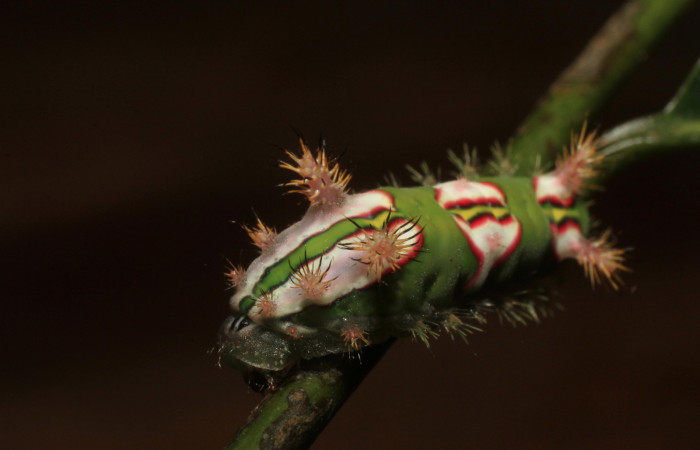  •Figura 11. Posición dorsal de, <i>Talima</i></i> auroraDHJ01 Colectada en Sector San Cristobal. Vouche 14-SRNP-35109-DHJ802921.
