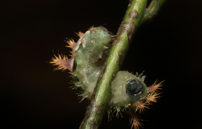 •Figura 10. Posición ventral mostrando su parte trasera de, <i>Talima</i></i> auroraDHJ01 Colectada en Sector San Cristobal. Vouche 14-SRNP-35109- DHJ802923.