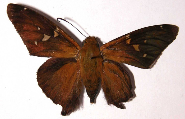 Fig. 8. Adulto de <i>Epargyreus</i></i> Burns10, Area de Conservación Guanacaste, Sector San Cristóbal, Sendero Corredor, elevación620mt. (00-SRNP-21793-DHJ38172).