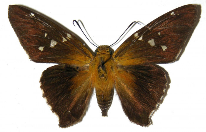 Fig. 4. Adulto de <i>Epargyreus</i></i> Burns04, Area de Conservación Guanacaste, Sector Santa Rosa, Cafetal, elevación280mt. (01-SRNP-16434-DHJ305668).