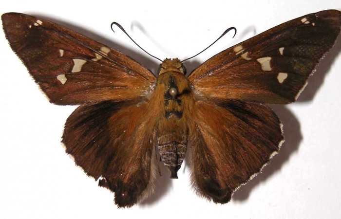 Fig. 1. Adulto de <i>Epargyreus</i></i> Burns02. Area de Conservación Guanacaste, Sector Del Oro, Quebrada Raiz, elevación280mt. (02-SRNP-29200-DHJ38130).
