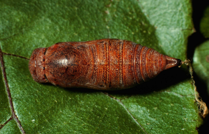 Fig. 16 Pupa de <i>Epargyreus</i></i> Burns02. Area de Conservación Guanacaste, Sector San Cristobal,  Quebrada Cementerio elevación700mt. (02-SRNP-374-DHJ65350.jpg).