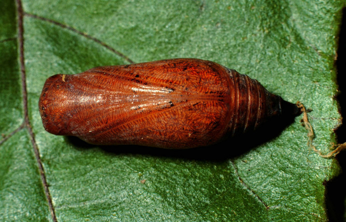 Fig. 17 Pupa de <i>Epargyreus</i></i> Burns02. Area de Conservación Guanacaste, Sector San Cristobal,  Quebrada Cementerio elevación700mt. (02-SRNP-374-DHJ65351.jpg).