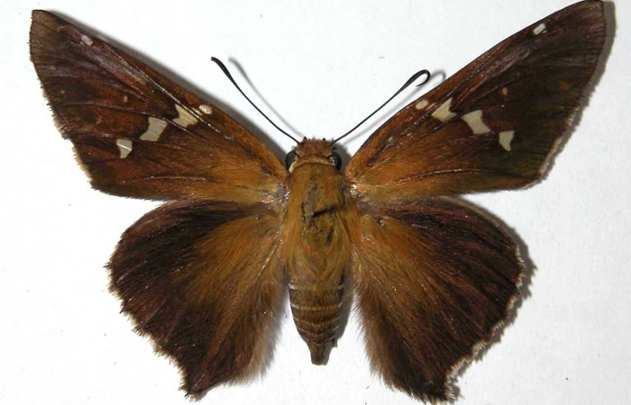 Fig. 2. Adulto de <i>Epargyreus</i></i> Burns02.  Area de Conservación Guanacaste, Sector San Crostóbal, Camino San Ramon, elevación660mt. (02-SRNP-525-DHJ38132).