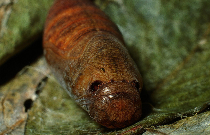 Fig. 18 Pupa de <i>Epargyreus</i></i> Burns02. Area de Conservación Guanacaste, Sector San Cristobal,  Rio Blanco Abajo elevación500mt. (03-SRNP-6121-DHJ74292.jpg).