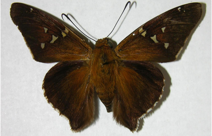 Fig. 7. Adulto de <i>Epargyreus</i></i> Burns07, Area de Conservación Guanacaste, Sector Pitilla, Loaiciga, elevación445mt. (05-SRNP-30037-DHJ374726).