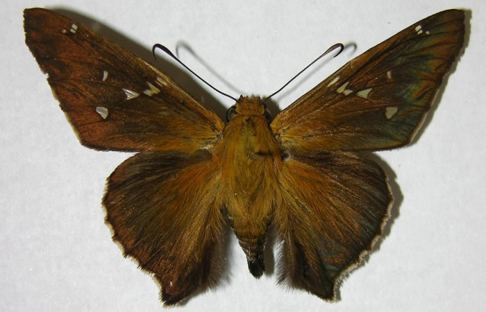 Fig. 5. Adulto de <i>Epargyreus</i></i> Burns05, Area de Conservación Guanacaste, Sector Cacao, Estación Gongora, elevación570mt. (05-SRNP-47256-DHJ374724).