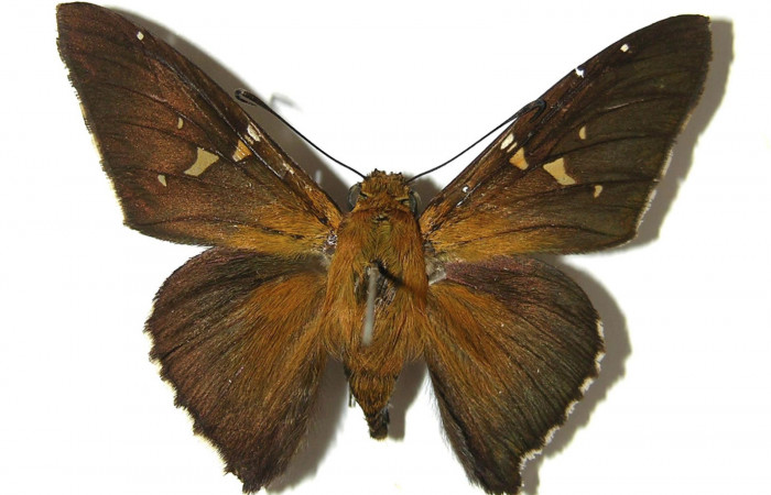 Fig. 3. Adulto de <i>Epargyreus</i></i> Burns03, Area de Conservación Guanacaste, Sector Mundo Nuevo,Cerro Gongora Pelado, elevación740mt. (07-SRNP-57869-DHJ379018).