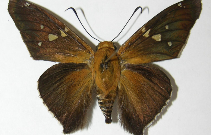 Fig. 10 Adulto de <i>Epargyreus</i></i> Burns12, Area de Conservación Guanacaste, Sector Mundo Nuevo, Camino Pozo Tres, elevación270mt. (09-SRNP-57623-DHJ518908).