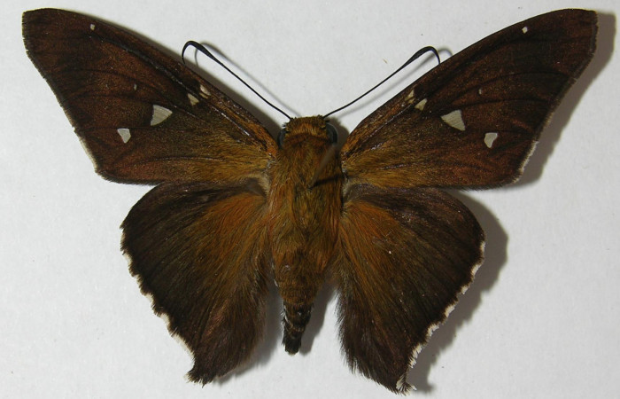 Fig. 6. Adulto de <i>Epargyreus</i></i> Burns06, Area de Conservación Guanacaste, Brasilia, Gallinazo, elevación360mt. (11-SRNP-65458-DHJ546844).