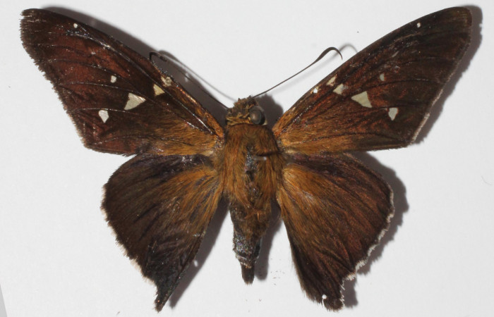 Fig. 11 Adulto de <i>Epargyreus</i></i> Burns13, Area de Conservación Guanacaste, Sector San Cristóbal, Sendero Perdido, elevación620mt. (15-SRNP-1153-DHJ907296).