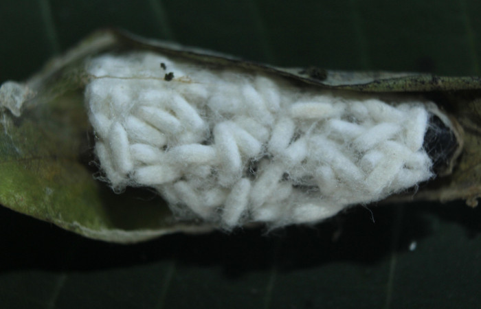 Fig. 19 Capullos de <i>Apanteles</i></i> Janzen121  que salíó de <i>Epargyreus</i></i> Burns02. Area de Conservación Guanacaste, Sector pitilla, Medrano, elevación380mt. (15-SRNP-72102-DHJ732096.jpg).