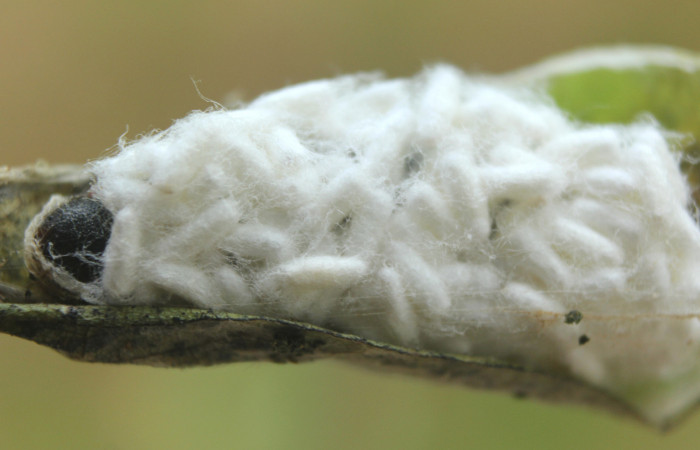 Fig. 20 Capullos de <i>Apanteles</i></i> Janzen121  que salió de larva <i>Epargyreus</i></i> Burns02. Area de Conservación Guanacaste, Sector pitilla, Medrano, elevación380mt. (15-SRNP-72102-DHJ732100.jpg).