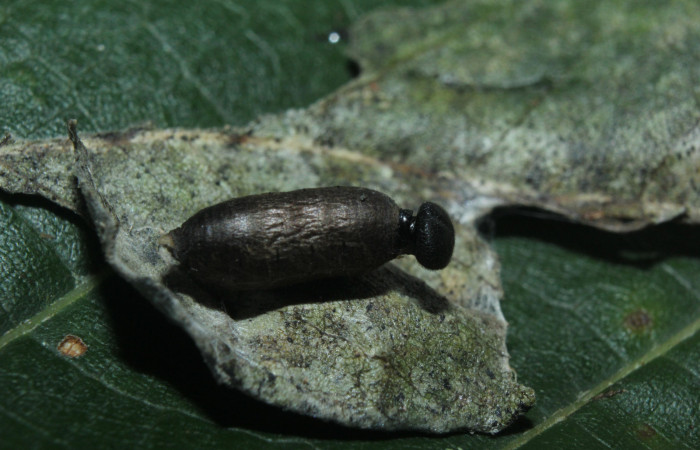 Fig. 21 Capullo de <i>Hyposoter</i></i> INB-42DHJ04  que salió de larva </i>Epargyreus</i> Burns02. Area de Conservación Guanacaste, Sector pitilla, Medrano, elevación380mt. (16-SRNP-71236-DHJ733232.jpg).