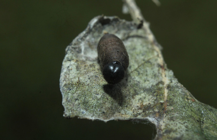 Fig. 22 Capullo de <i>Hyposoter</i></i> INB-42DHJ04  que salió de larva <i>Epargyreus</i></i> Burns02. Area de Conservación Guanacaste, Sector pitilla, Medrano, elevación380mt. (16-SRNP-71236-DHJ733236.jpg).