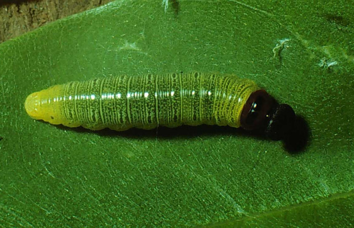 Fig. 12 Larva en penúltimo estadio de <i>Epargyreus</i></i> Burns02. Area de Conservación Guanacaste, Sector Santa Rosa, Cafetal, elevación280mt. (79-SRNP-212-DHJ544.jpg).