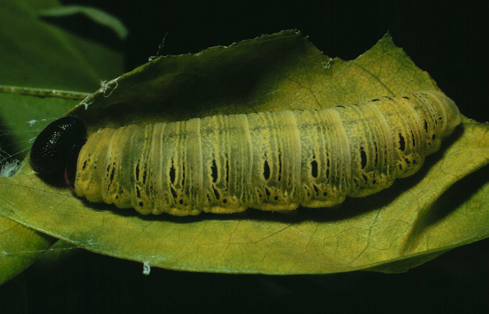 Fig. 14 Larva en último estadio de <i>Epargyreus</i></i> Burns02. Area de Conservación Guanacaste, Sector Santa Rosa, Cafetal, elevación280mt. (91-SRNP-970-DHJ14215.jpg).