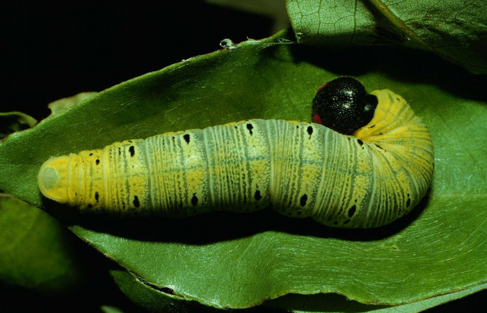 Fig. 13 Larva en último estadio de <i>Epargyreus</i></i> Burns02. Area de Conservación Guanacaste, Sector Santa Rosa, Cafetal, elevación280mt. (92-SRNP-3735-DHJ16234.jpg).