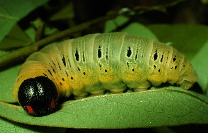 Fig. 15 Larva en último estadio de <i>Epargyreus</i></i> Burns02. Area de Conservación Guanacaste, Sector Santa Rosa, Area Administrativa, elevación295mt. (97-SRNP-2960-DHJ42071.jpg).