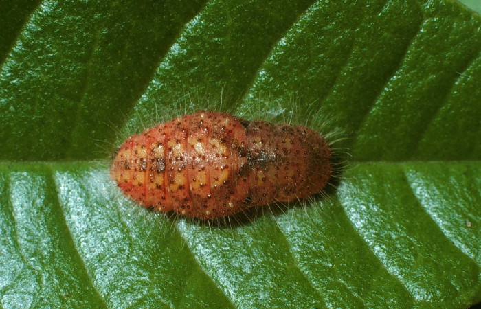 Figura 10. Pupa <i>Euselasia mystica</i></i> (Riodinidae), vista dorsal, 03-SRNP-31640-DHJ81331.jpg.
 
