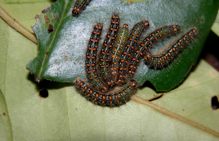 Figura 7. Larvas <i>Euselasia mystica</i></i> (Riodinidae), posición grupo dorsal, en la hoja de la planta <i>Eugenia acapulcensis</i></i> (Myrtaceae). 03-SRNP-3368-DHJ402271.jpg.