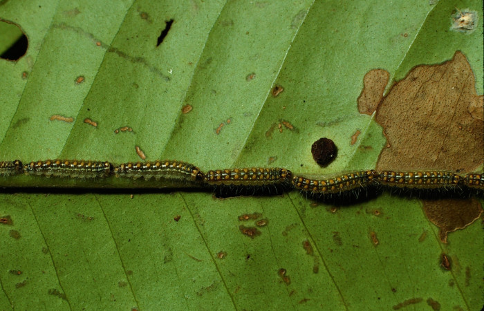 Figura 2. Larvas  <i>Euselasia mystica</i></i> (Riodinidae), posición fila en el nervio central de la hoja de la planta  <i>Eugenia salamensis</i></i> (Myrtaceae). 03-SRNP-3368-DHJ72389.jpg.