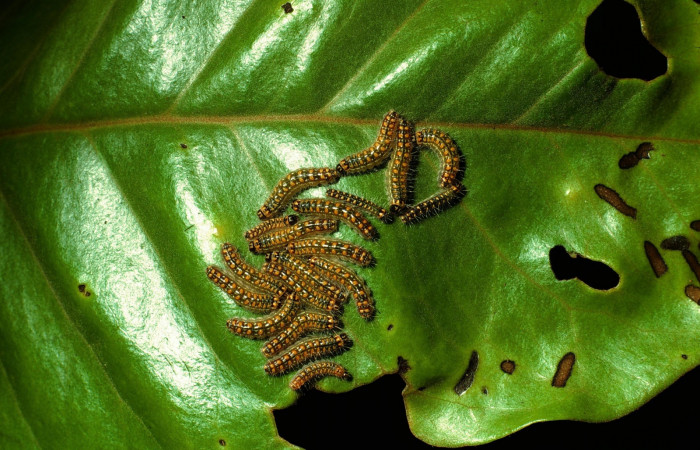 Figura 3. Larvas <i>Euselasia mystica</i></i> (Riodinidae), posición grupo, en la hoja de la planta <i>Eugenia acapulcensis</i></i> (Myrtaceae). 03-SRNP-3368-DHJ72390.jpg.