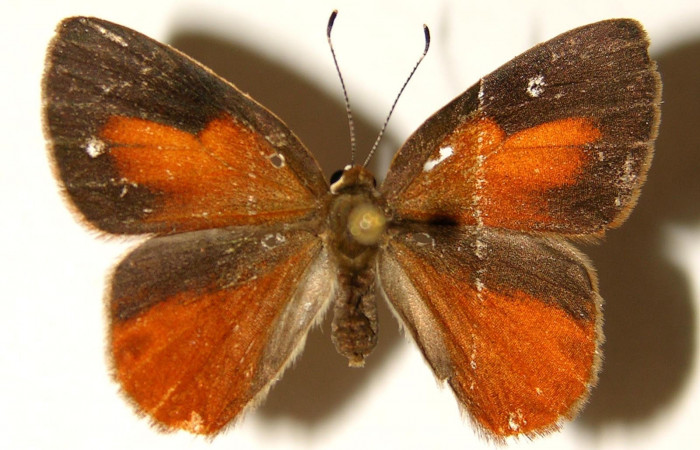 Figura 14. Adulto hembra <i>Euselasia mystica</i></i> (Riodinidae), posición dorsal, 03-SRNP-3375-DHJ91966.