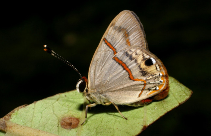 Figura 1. Adulto <i>Euselasia mystica</i></i> (Riodinidae), posada en planta hospedera <i>Eugenia salamensis</i></i> con alas cerradas. 07-SRNP-59403-DHJ429161.jpg.