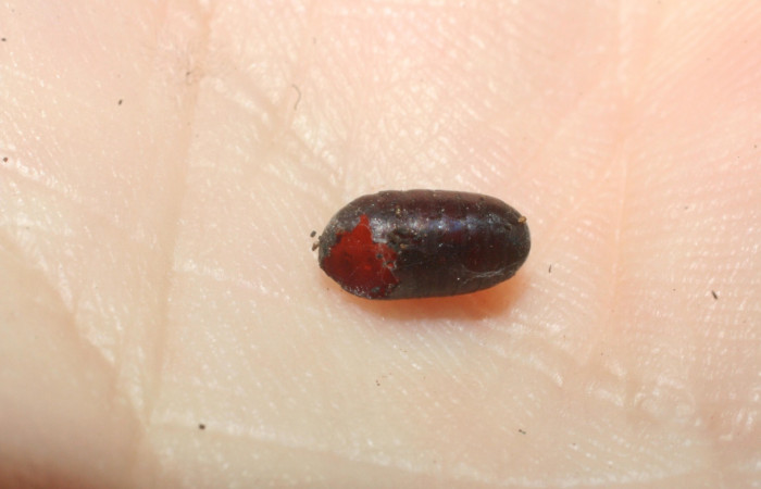 Figura 17. Pupario<i>Houghia</i></i> Wood27 (Tachinidae), parásito  de <i>Euselasia mystica</i></i> (Riodinidae), 07-SRNP-59430-DHJ453024.jpg.