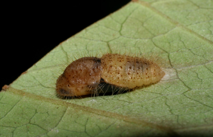 Figura 11. Pupa <i>Euselasia mystica</i></i> (Riodinidae), vista lateral, 07-SRNP-59416-DHJ429170.jpg
