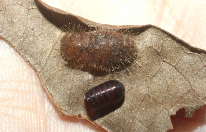Figura 18. Pupario<i> Houghia</i></i> Wood27 (Tachinidae), parásito de <i>Euselasia mystica</i></i> (Riodinidae), junto a restos de pupa. 07-SRNP-59407-DHJ462068.jpg