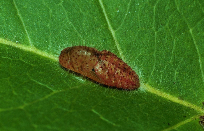 Figura 12. Pupa <i>Euselasia mystica</i></i> (Riodinidae),vista dorsal, 83-SRNP-1262-DHJ6265.jpg
