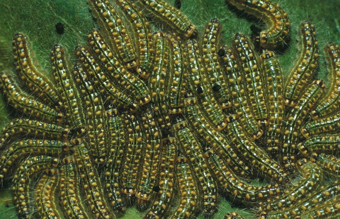 Figura 8. Larvas <i>Euselasia mystica</i></i> (Riodinidae), posición grupo dorsal, en la hoja de la planta <i>Eugenia acapulcensis[/]i (Myrtaceae). 87-SRNP-1100-DHJ10193.jpg.