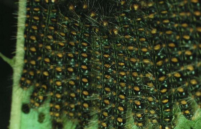 Figura 9. Larvas <i>Euselasia mystica</i></i> (Riodinidae), posición grupo dorsal, en la hoja de la planta <i>Eugenia acapulcensis</i></i> (Myrtaceae). 87-SRNP-1385-DHJ10432.jpg.
