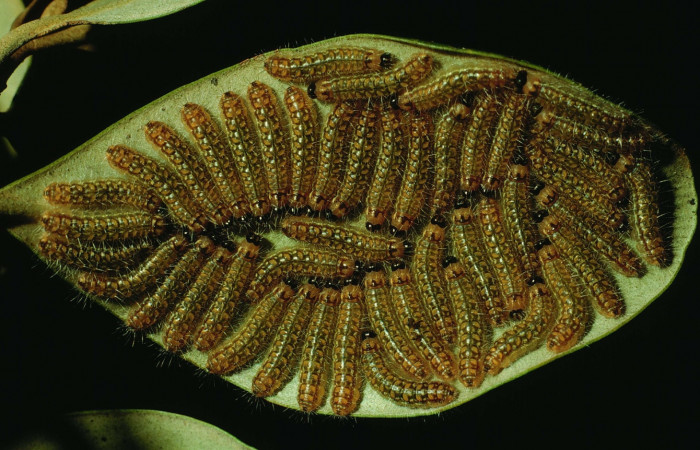 Figura 4. Larvas <i>Euselasia mystica</i></i> (Riodinidae), posición grupo dorsal, en la hoja de la planta <i>Eugenia hypargyrea</i></i> (Myrtaceae). 93-SRNP-7478-DHJ26075.jpg.