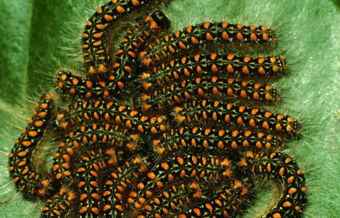 Figura 5. Larvas <i>Euselasia mystica</i></i> (Riodinidae), posición grupo dorsal, en la hoja de la planta <i>Eugenia acapulcensis</i></i> (Myrtaceae). 97-SRNP-1151-DHJ40948.jpg.