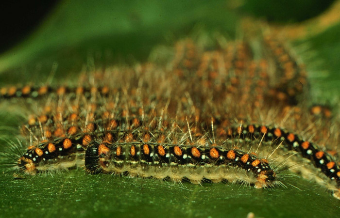 Figura 6. Larvas <i>Euselasia mystica</i></i> (Riodinidae), posición grupo lateral, en la hoja de la planta <i>Eugenia acapulcensis</i></i> (Myrtaceae). 97-SRNP-1151-DHJ40950.jpg.