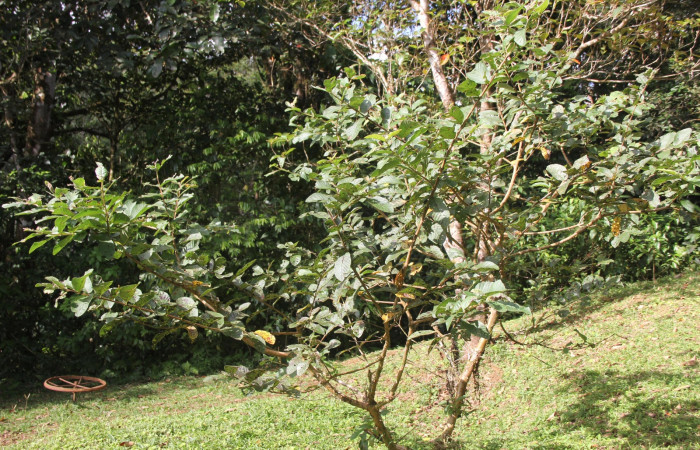 Figura 19. Planta <i>Psidium guajava</i></i> (introducido) (Myrtaceae), hospedero de <i>Euselasia mystica</i></i> (Riodinidae). Foto Angel Hernandez.