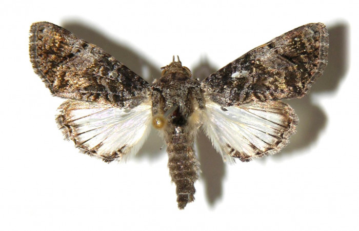 Figura 1.  Adulto de <i>Concana hoshea</i></i> (Macho) vista dorsal. (02-SRNP-10346-DHJ314996)