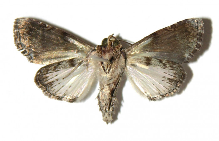 Figura 2.  Adulto de <i>Concana hoshea</i></i> (Macho) vista ventral. (05-SRNP-55652-DHJ314999)