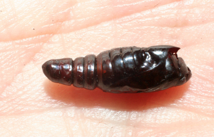 Figura 11. Detalle de pupa atacada por parásito de Tachinidae <i>Concana hoshea</i></i> (08-SRNP-72129-DHJ462800)