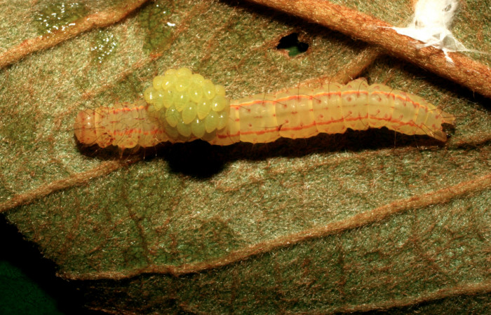 Figura 13.  Capullo formándose de Eulophidae que atacan larva de <i>Concana hoshea</i></i> (09-SRNP-72128-DHJ465400)