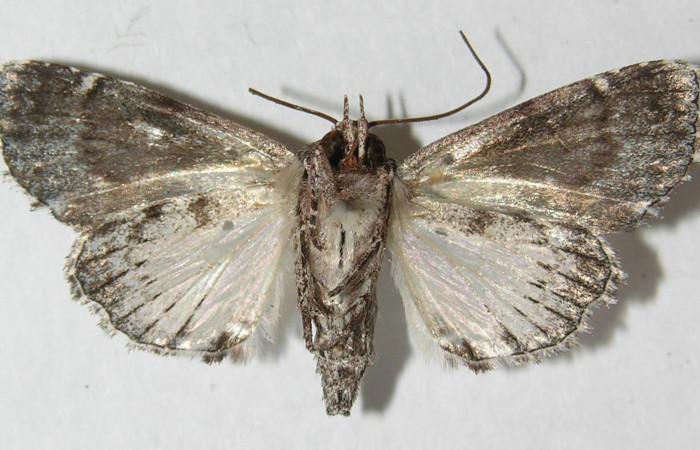 Figura 3.  Adulto de <i>Concana hoshea</i></i> (hembra), vista ventral. (11-SRNP-70141-DHJ544707)