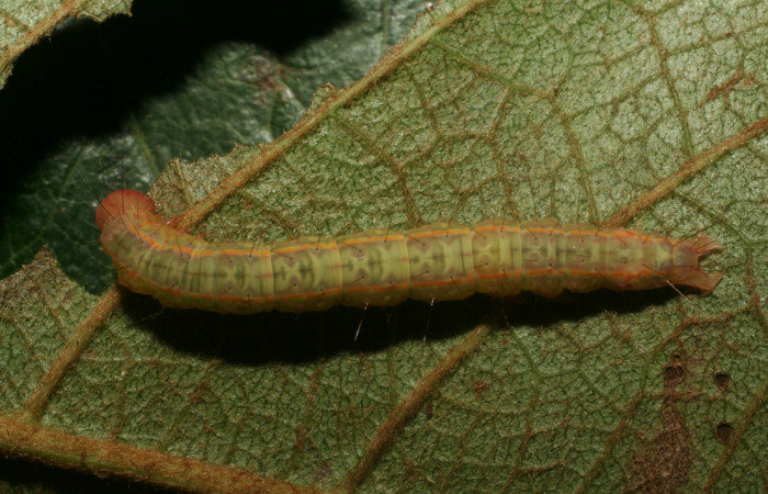 Figura 8. Larva <i>Concana hoshea</i></i> vista dorsal (12-SRNP-65474-DHJ487918)