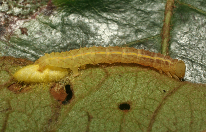 Figura 12.  Capullo de Braconidae que atacan larva de <i>Concana hoshea</i></i> (12-SRNP-65475-DHJ487921)