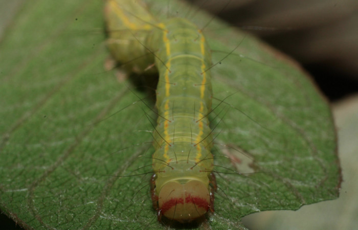 Figura 7. Larva <i>Concana hoshea</i></i> vista de la cabeza. (13-SRNP-21078-DHJ493628)
