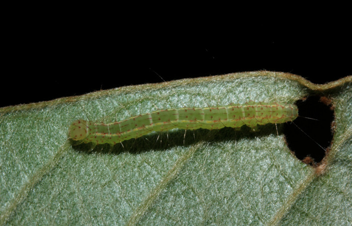 Figura 6. Larva <i>Concana hoshea</i></i> vista lateral. (16-SRNP-27200- DHJ730753)