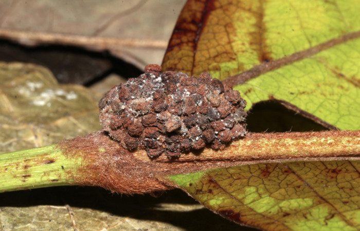 Figura 10. Detalle de refugio de la pupa <i>Concana hoshea</i></i> (17-SRNP-72559-DHJ740278)